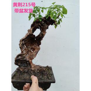 黄荆小型迷你盆景老桩舍利荆条树桩映山红黄栌红花熟桩带盆栽好