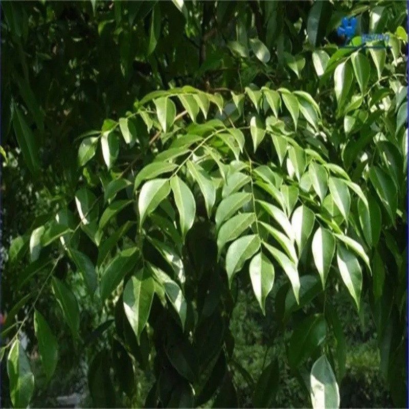 格木种子 格木树种子 格木树苗种子 绿化苗木种W子 林木种子