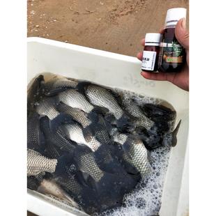钓滑口鲫鱼专用诱鱼剂腥臭蛋白果酸黑坑鲫鱼小药颗粒打窝料添加剂