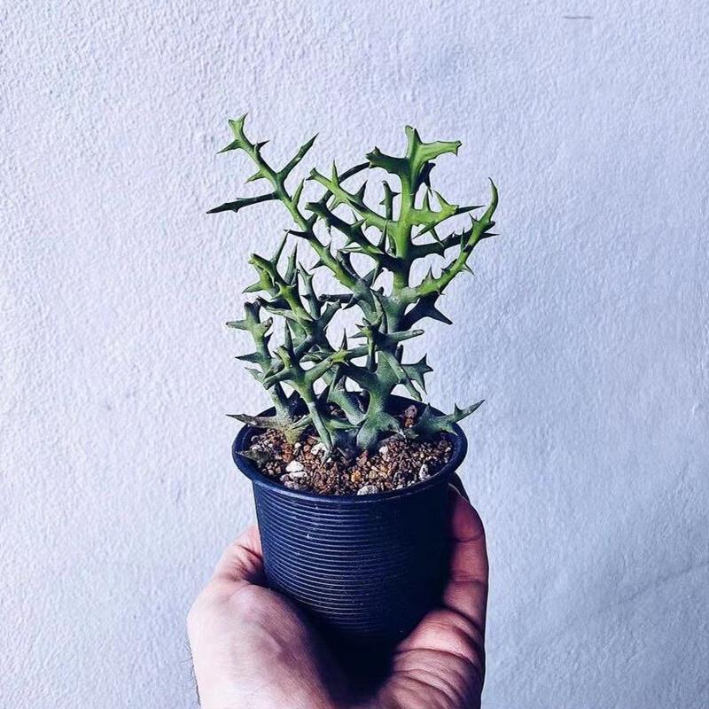银角珊瑚大戟科多肉植物仙人掌盆栽室内花卉麒麟类仙人球好养活