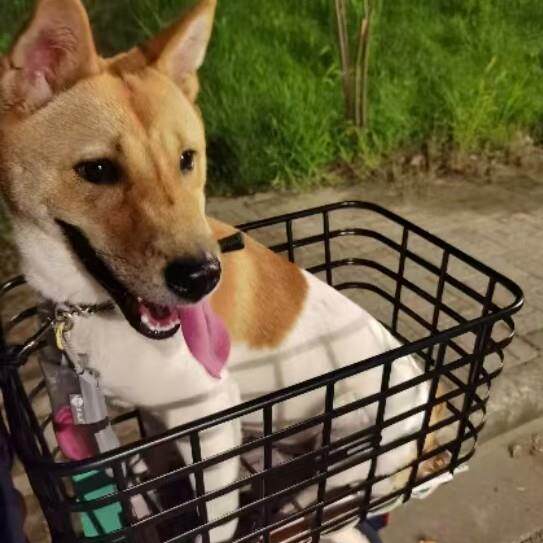 三轮电动车配件车篮宠物筐买菜筐