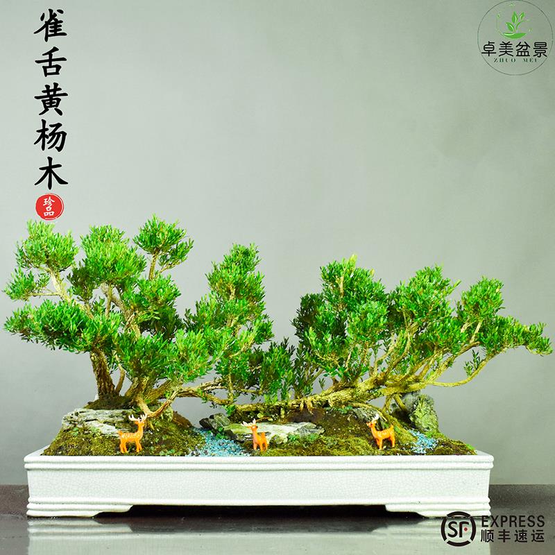小叶黄杨盆景老桩黄杨木盆栽室内外庭院客厅阳台办公室耐活好养