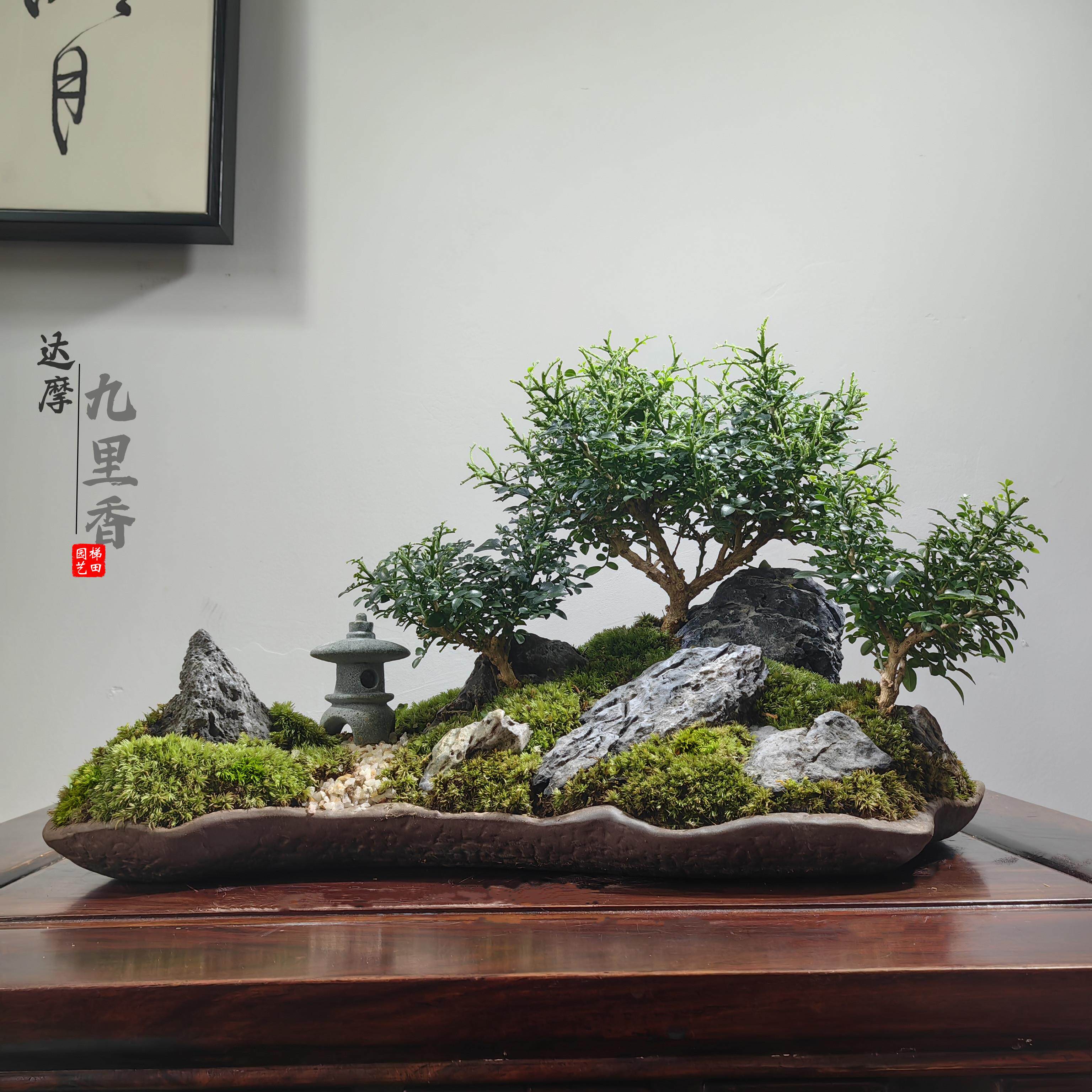 新中式达摩九里香室内生态盆景桌面会客厅门店造景微景观菖蒲盆栽