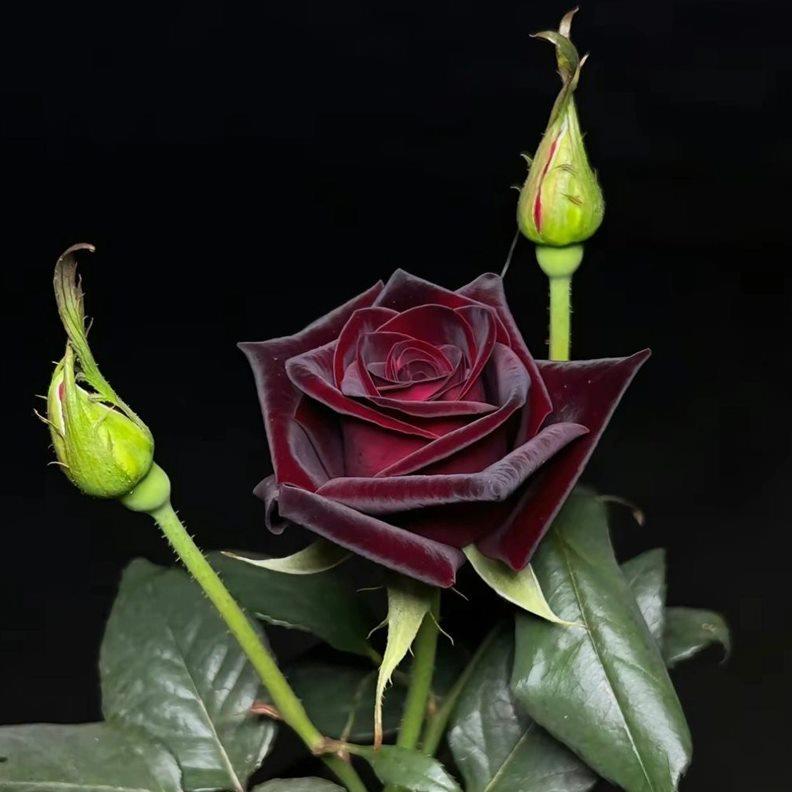 庭院花卉质感月季花大丝绒巴克黑暗四季绿植红色物苗强开阳台玫瑰