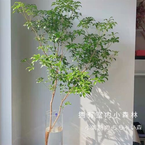 马醉木水培植物鲜切枝条盆w栽活树室内小绿植吊钟桌面客厅水养