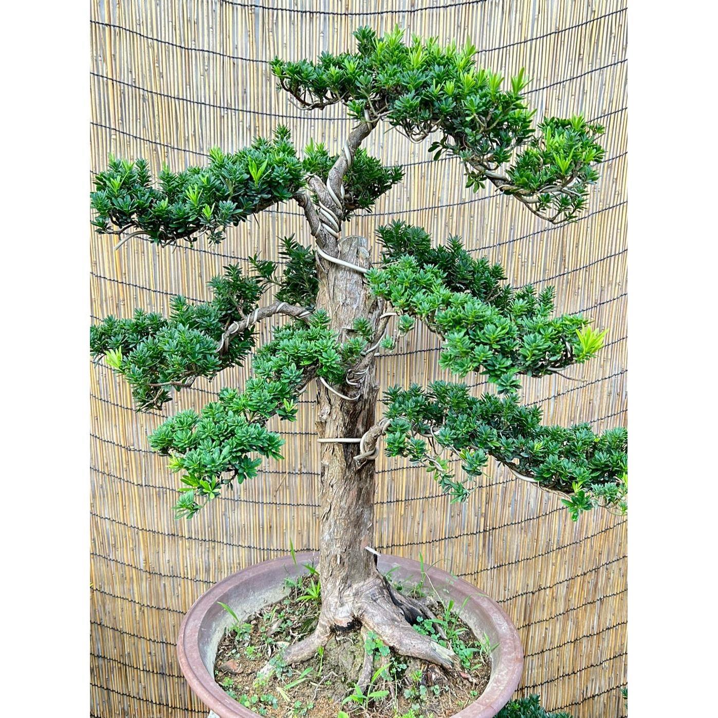 罗汉松盆栽小叶雀舌罗汉松绿植花卉室内造型树苗老桩阳台常青盆景