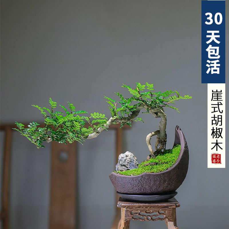 清香木胡椒木老桩造型盆景夏天驱蚊植物四季净化空气办公室绿植