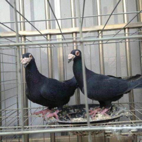 散养鸽子活体大鼻子观赏鸽种鸽信鸽幼鸽马头鸽子一对活物包邮