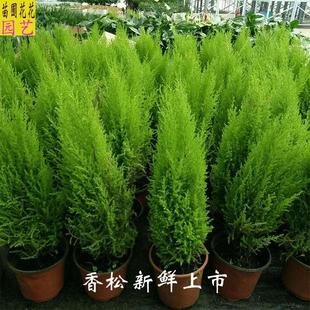 棒棒糖小香松盆栽金冠柏阳台圣诞树苗有香味室内四季常绿盆景