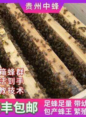贵州中蜂蜂群中华蜜蜂土蜜蜂活体养殖蜜蜂蜂群带箱带蜂王带幼仔脾