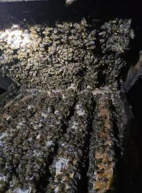 蜜蜂蜂群中蜂笼蜂蜜蜂活群带王蜂箱阿坝双色蜂王蜜蜂活群带王蜂蜡