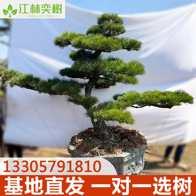 进口黑松罗汉松大树庭院造型树盆景树迎客松别墅大型日本罗汉松
