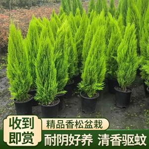 香松树苗四季常青香冠柏树耐寒耐热耶诞树室内盆栽庭院绿化造景苗