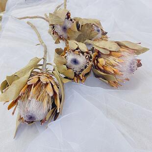 南非高级真花干花公主花帝王花干花样板间高档插花花材家居摆件