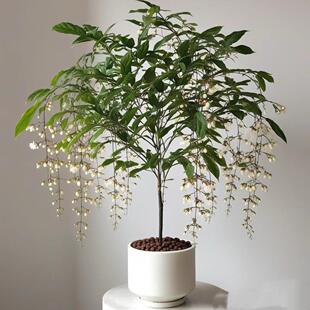 泰国垂丝茉莉花盆栽大苗清香垂枝茉莉花绿植阳台室内带花苞易活