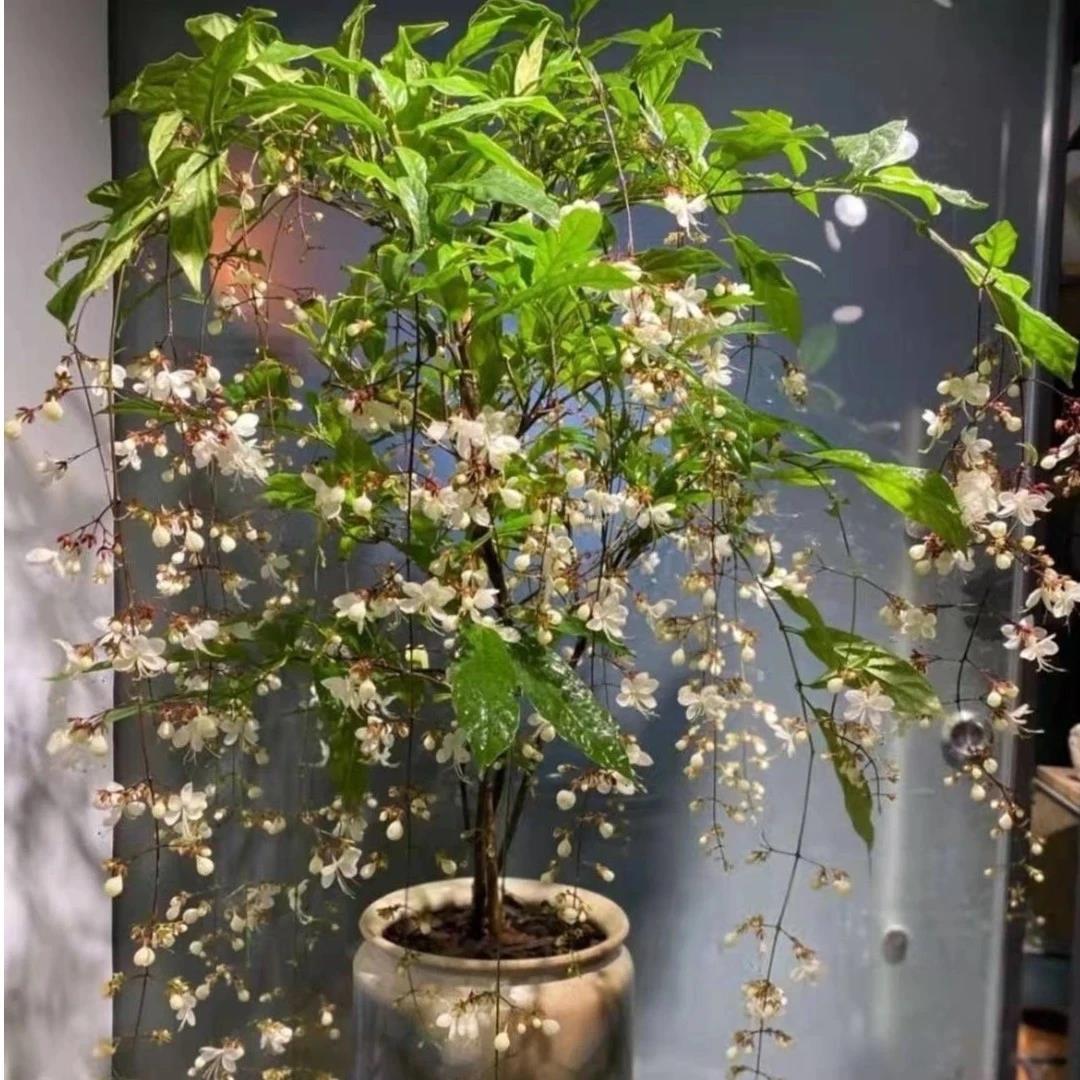 【下单立减50】垂丝茉莉室内观赏盆栽四季开花仙气飘飘养花卉_F