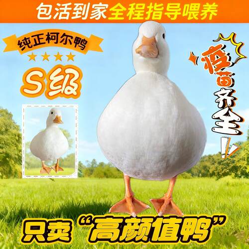 【视频选鸭】荷兰纯种柯尔鸭正品赛级S级网红活宠物鸭青成年幼崽