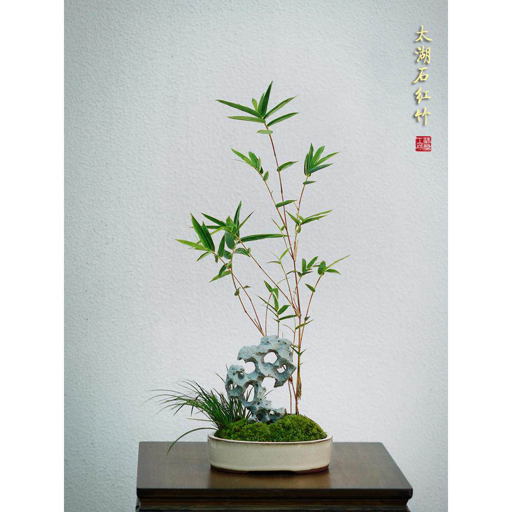 太湖石红竹苔藓竹子盆景红观音竹米竹盆栽室内桌面书房客厅绿植物