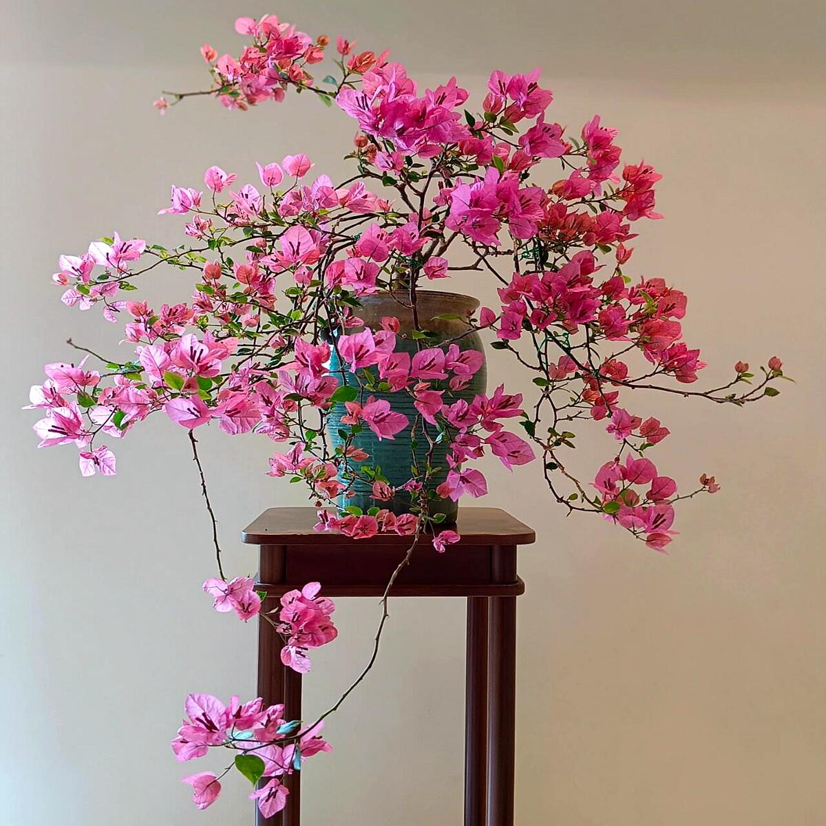 新品飘枝三角梅盆栽花卉阳台庭院爬藤植物垂丝花苗耐寒老桩四季开