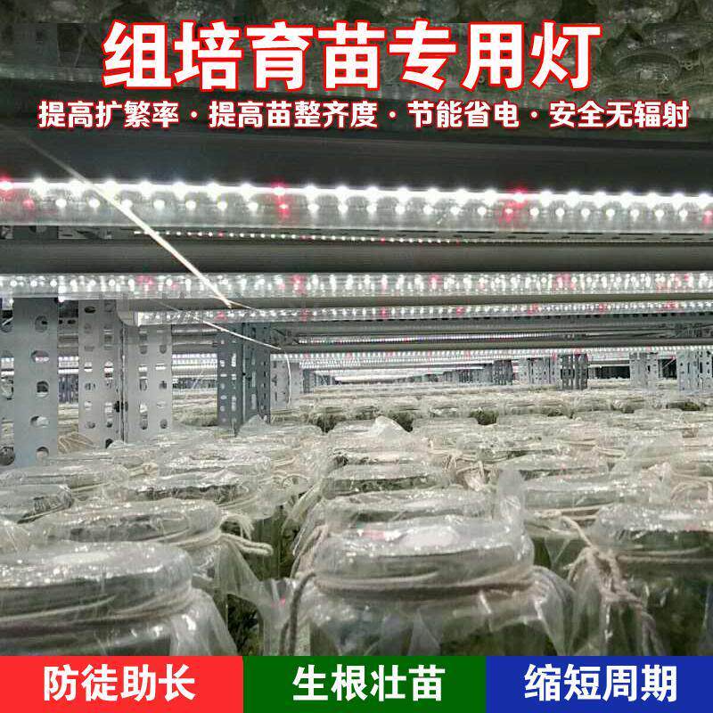 led生长灯植物补光灯白芨石斛马铃薯金线莲花卉组培灯多肉育苗灯