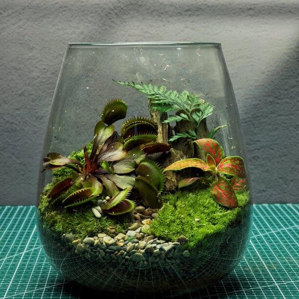 【捕蝇草】送5只辣椒蟹苔藓微景观成品蟹缸办公植物需要露养适合
