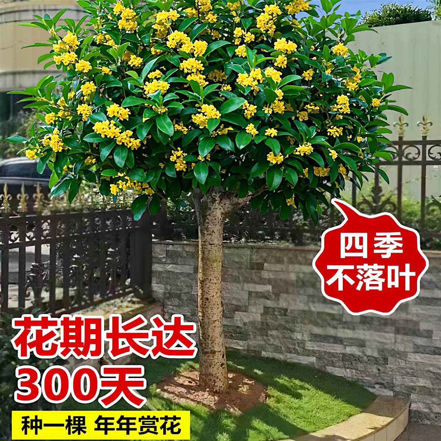 原生桂花树苗大树北方耐寒植物庭院地栽浓香型金桂丹桂四季桂盆栽
