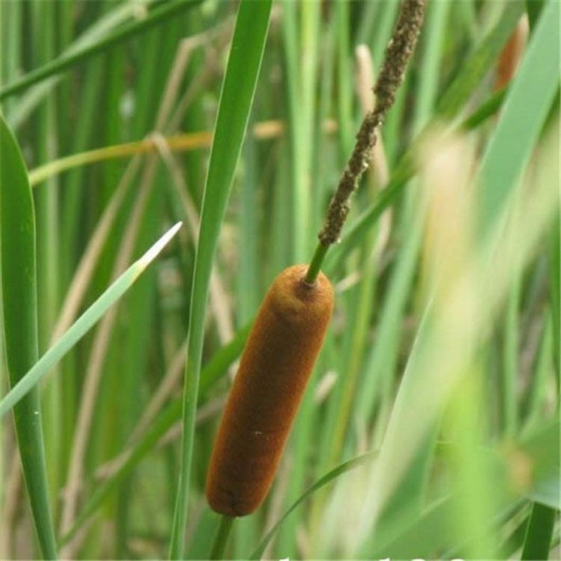天然枕头填充物香蒲绒 植物工艺品絮状蒲N棒 蒲绒工厂直销蒲绒