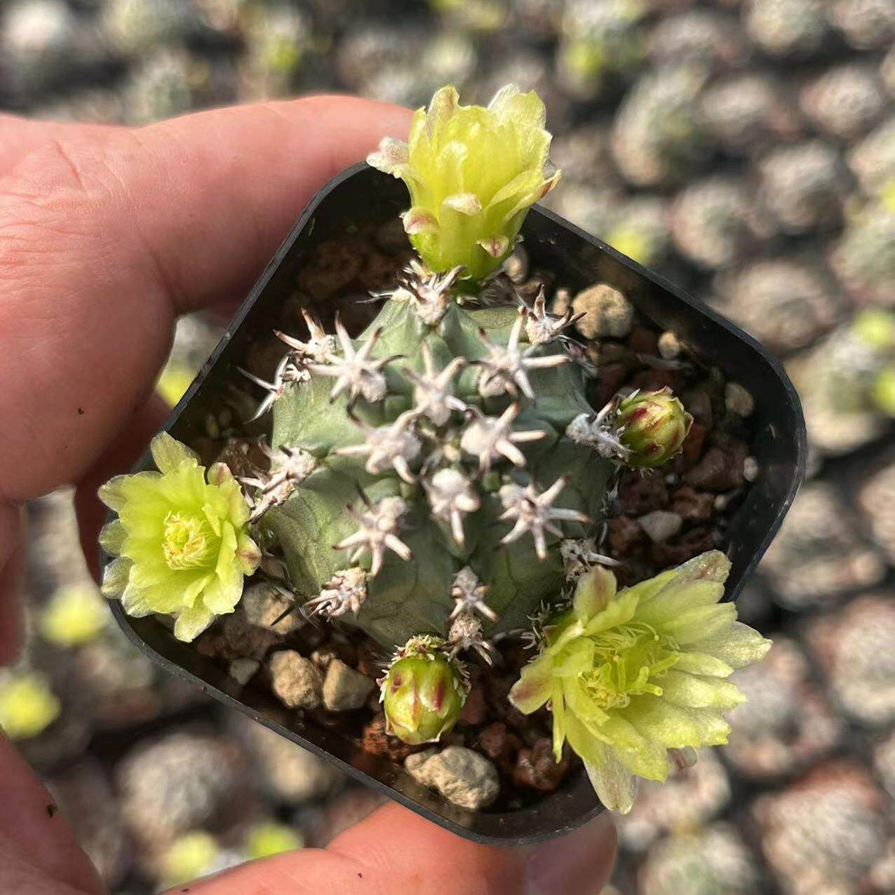 短豪刺青花虾仙人球开花仙人掌绿色花多肉植物盆栽稀有品种自根