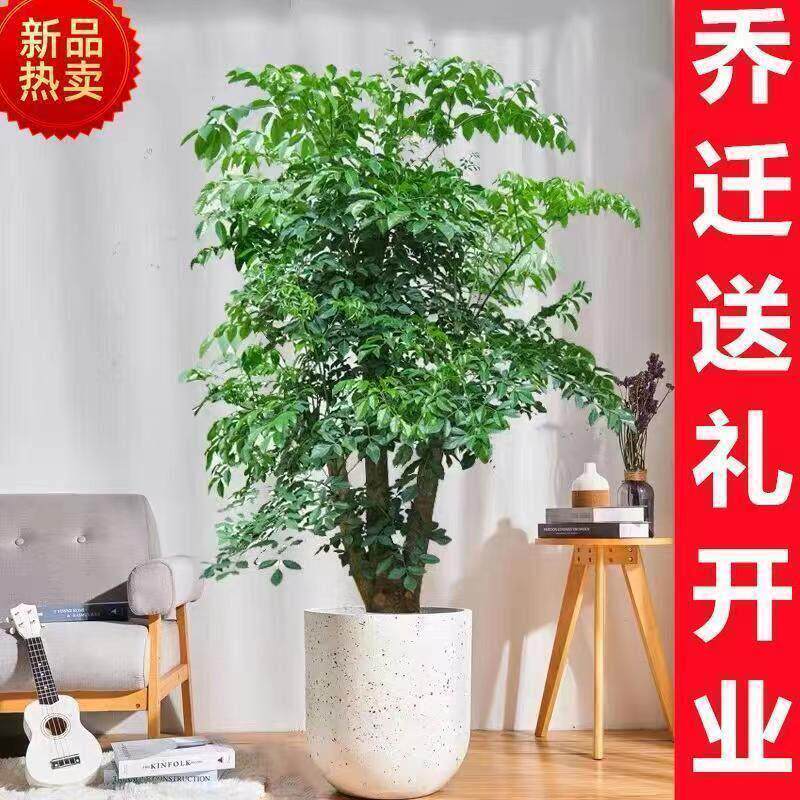 幌伞枫幸福树室内客厅办公室大型盆栽老桩富贵树净化空气乔迁送礼