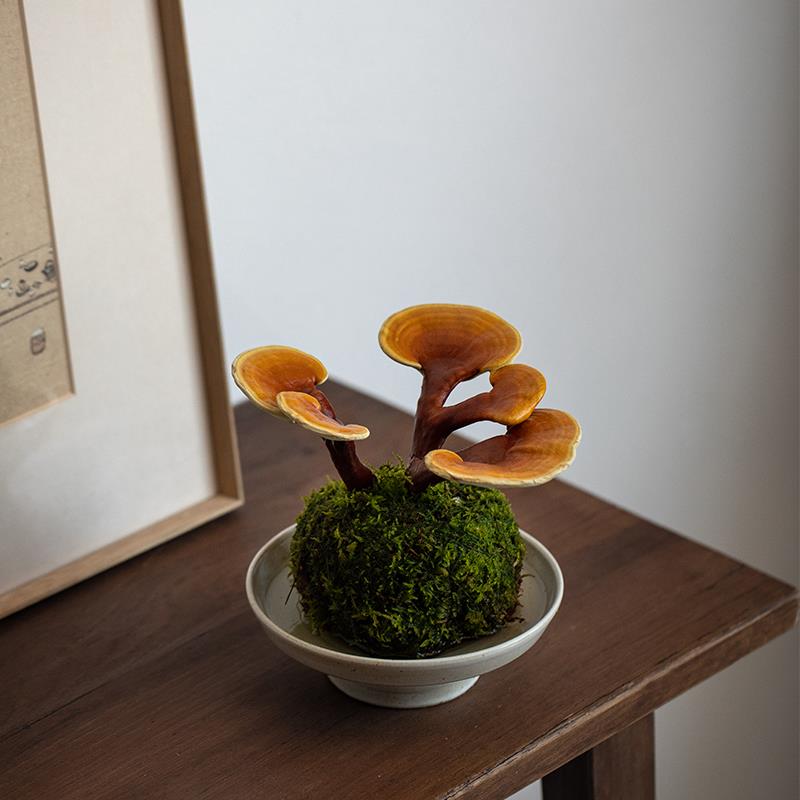 灵芝苔藓球盆栽室内桌面观赏水培植物好养易活招财禅意绿植防辐射