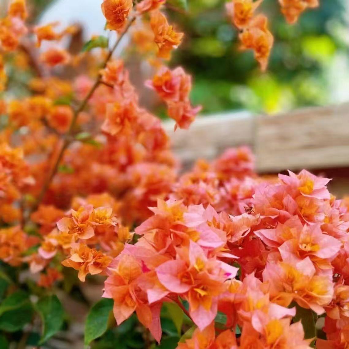 4【重瓣系列】三角梅四季开 花勤花室内阳台庭院好养花卉基地直发