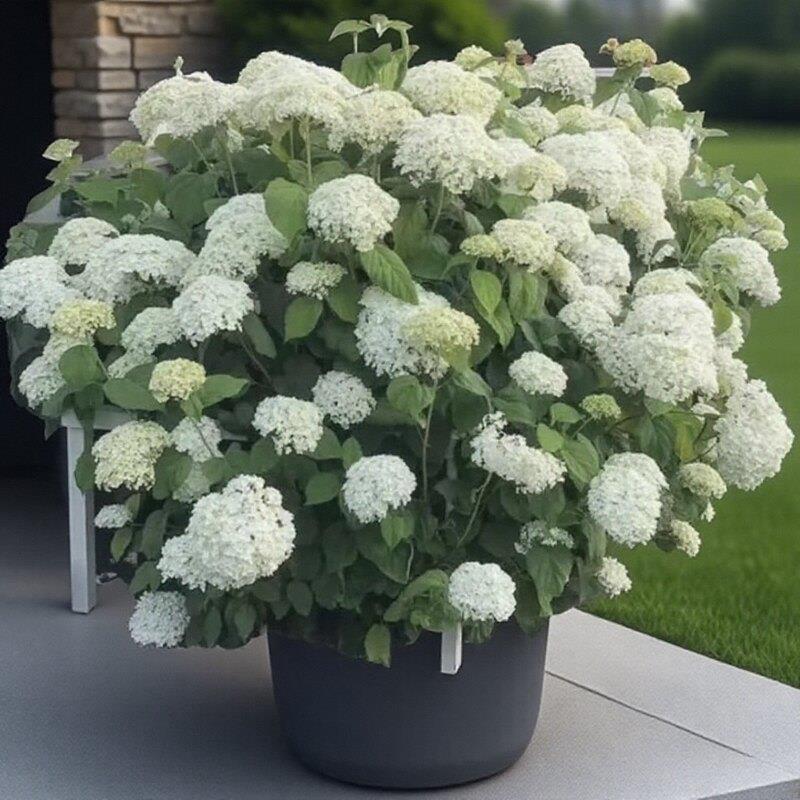 WD贝拉绣球花盆栽 粉色木绣球四季开花 耐寒耐晒庭院花卉 10加仑