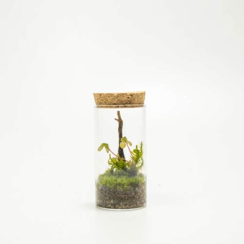 《Bamtri：Terrarium》一树春庭微景观苔藓生态瓶办公桌面好物礼