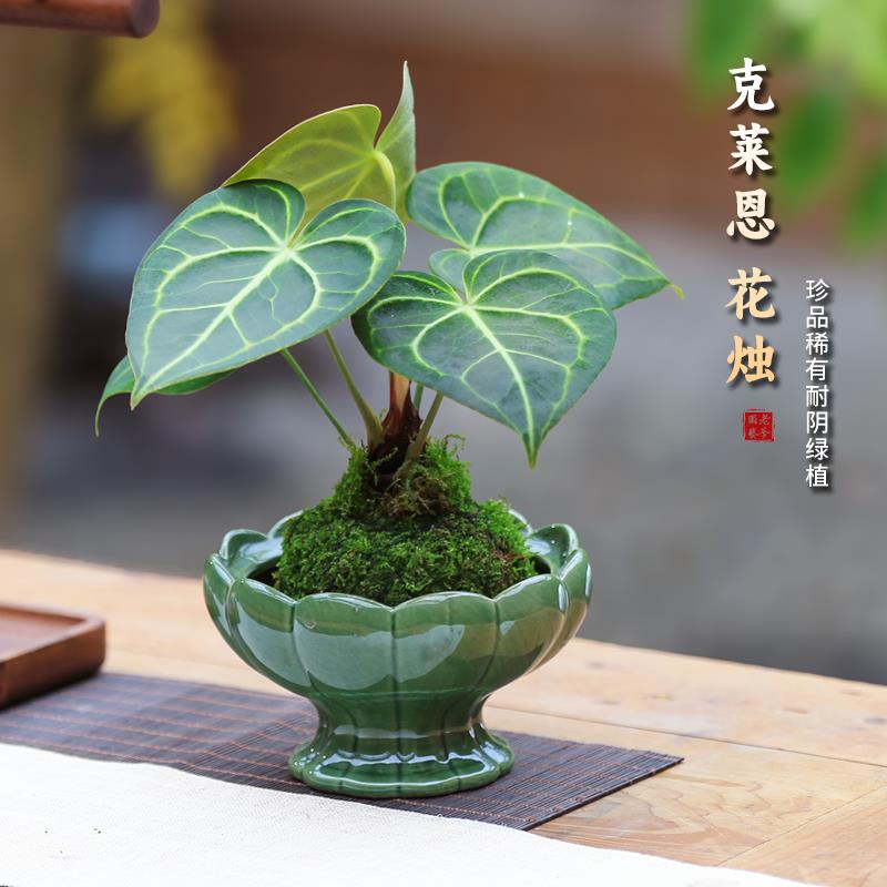 克莱恩水景花烛室内办公室盆景桌面净化空气懒人好养绿植小盆栽