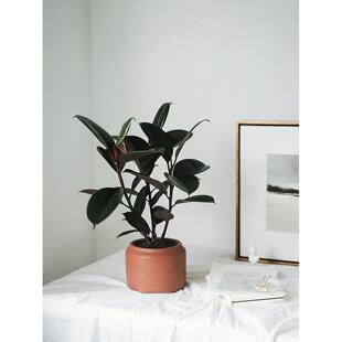 植物私生活 |黑金刚橡皮树盆栽室内阳台植物北欧风观叶植物