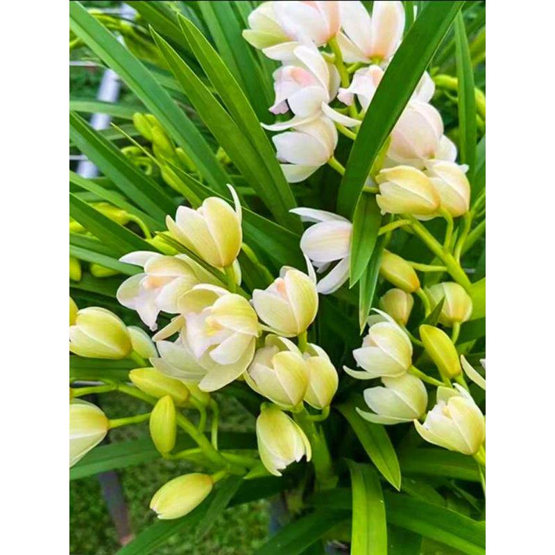 【多花剑】大花蕙兰盆栽带花苞桌面精品特香兰花名贵兰花大苗