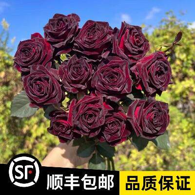 灌木欧月黑巴克月季大苗玫瑰花苗盆栽大花欧月浓香阳台花卉