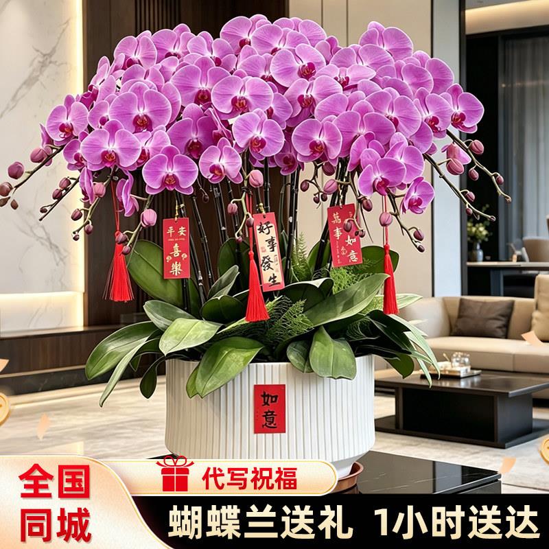 全国蝴蝶兰盆栽武汉鲜花速递同城哈尔滨合肥开业乔迁礼物兰州带花