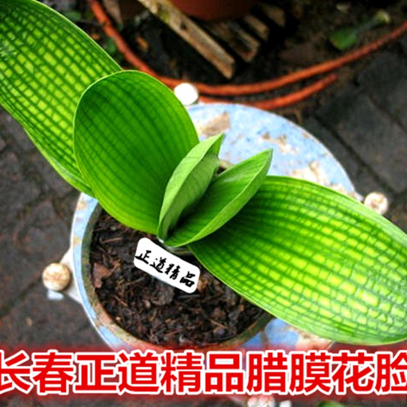 长春新款精品君子兰一花黄体腊膜花脸麻短宽叶珍珠圆虎头盆栽小苗