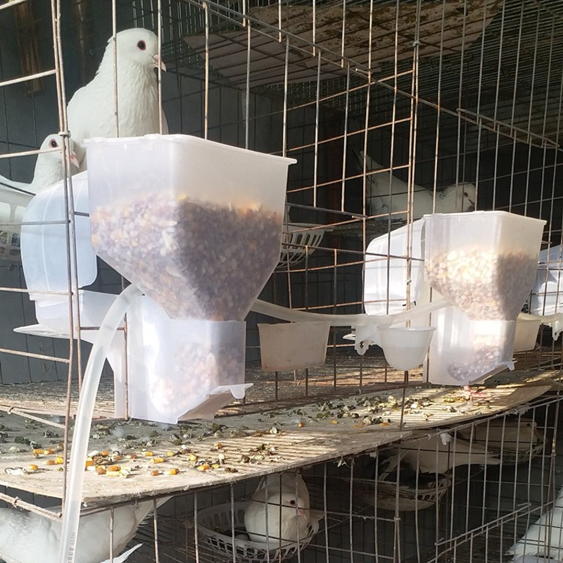鸽子自动食槽料槽种鸽养殖笼子用品用具食盒肉鸽自动喂食器下料器