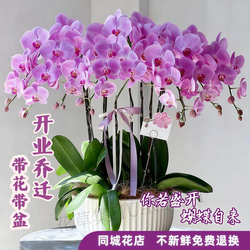 上海蝴蝶兰盆栽带真鲜花速递同城成都南京年宵花开业乔迁花卉深圳