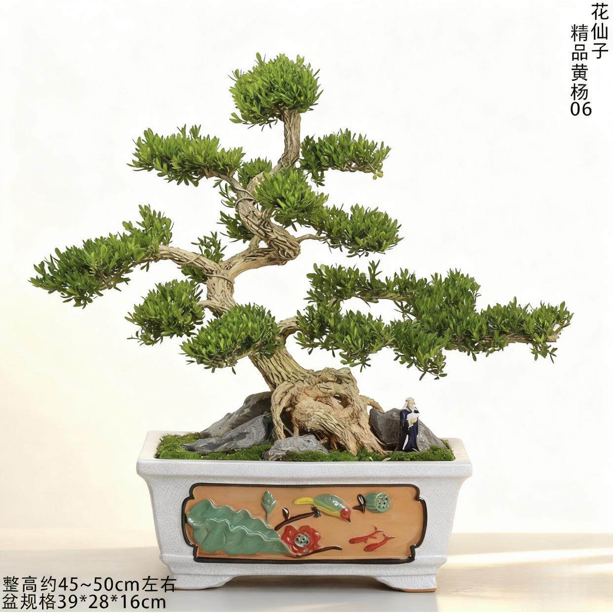 黄杨盆景 黄杨树盆景老桩造型树 老桩黄杨好养送礼盆栽客厅办公室