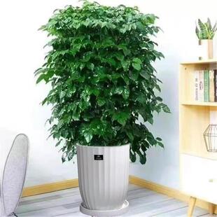 幸福树丛生客厅大型盆栽乔迁花卉四季常青绿植开业多层绿宝北欧风