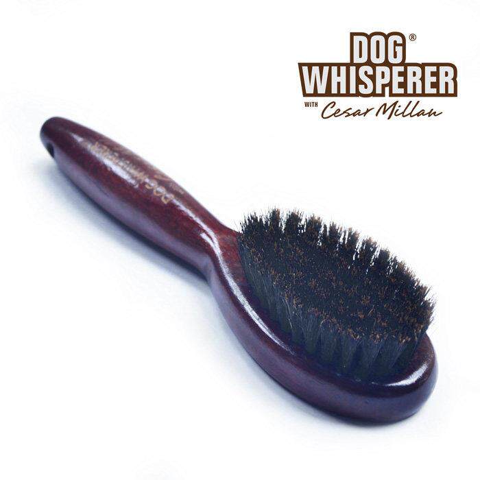 小八商店 短毛犬梳美国 Dog Whisperer猪鬃鬃毛梳亮毛护毛按摩刷