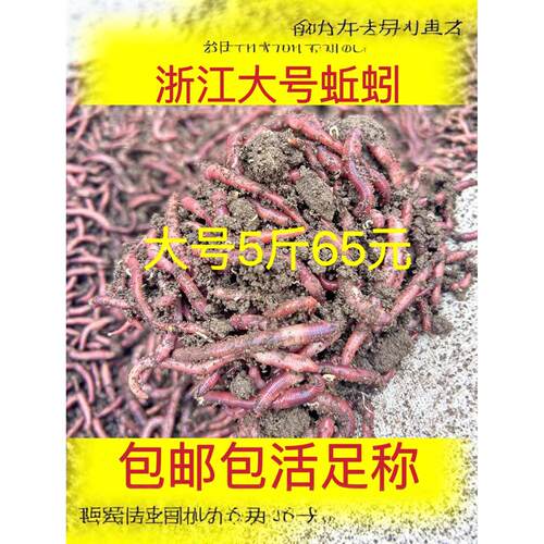 蚯蚓活饵鲜活红蚯蚓大平二号特大蚯蚓排钩串钩散装黄辣丁野钓饵料