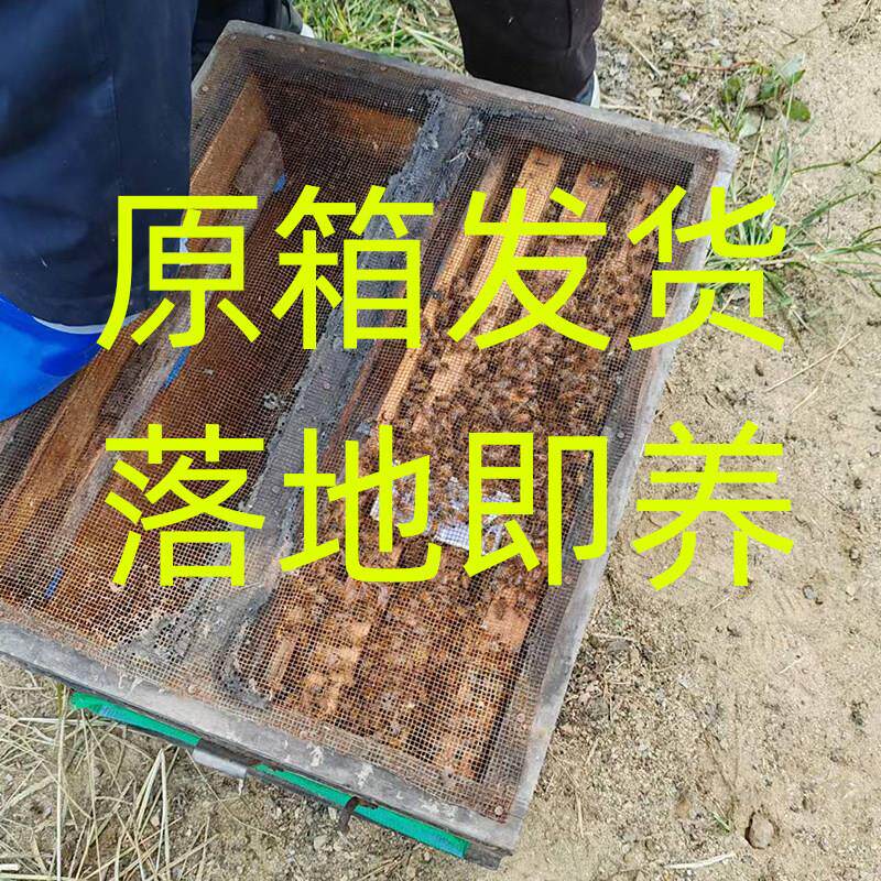 意蜂蜂群出售 授粉蜜蜂意蜂蜂群 蜜蜂活群整箱产卵王原箱原群包活