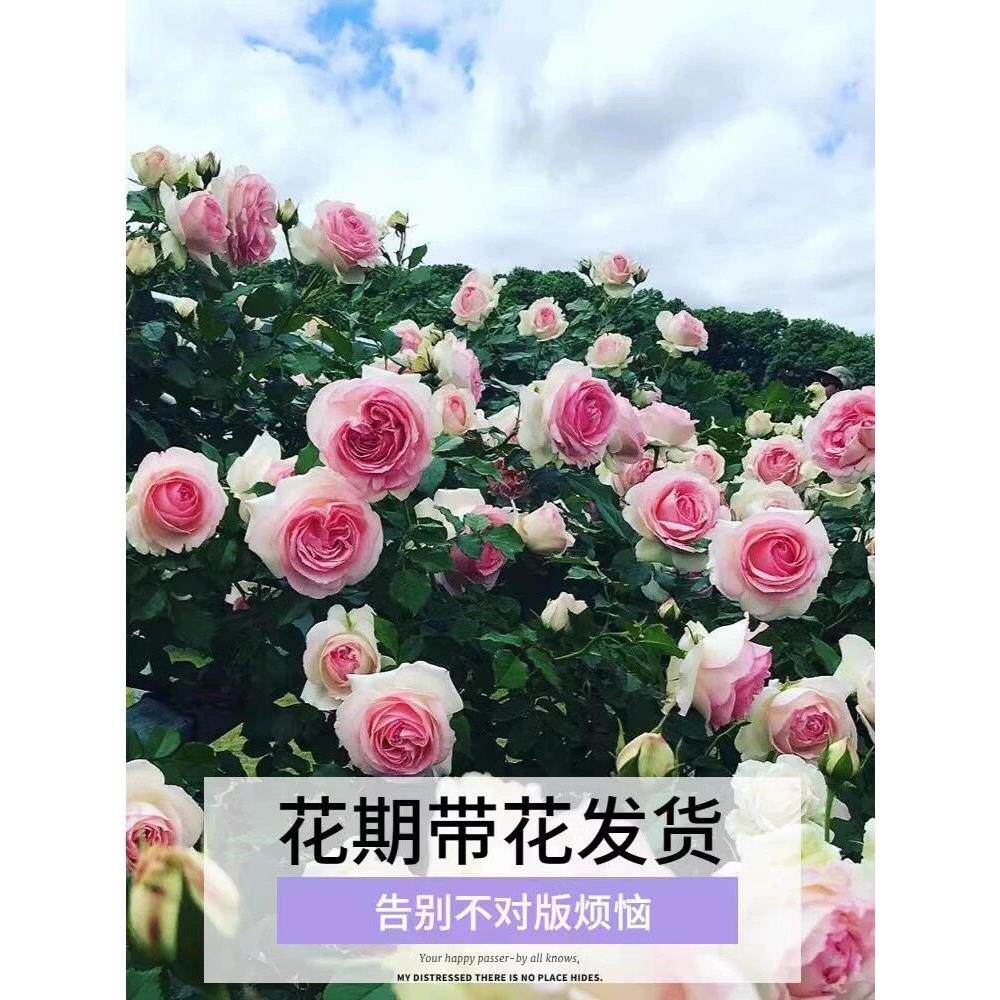 蔷薇花苗爬藤植物庭院浓香爬墙玫瑰盆栽藤本月季特大花卉四季开花