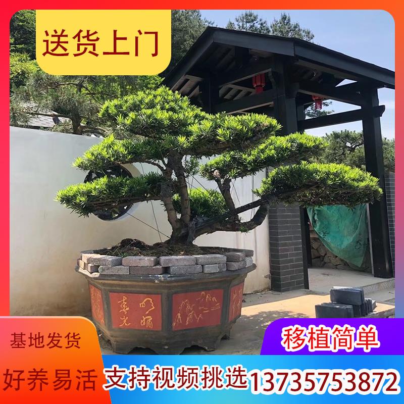 精品罗汉松大树庭院盆景树迎客松造型树别墅大型日本绿植观叶包邮
