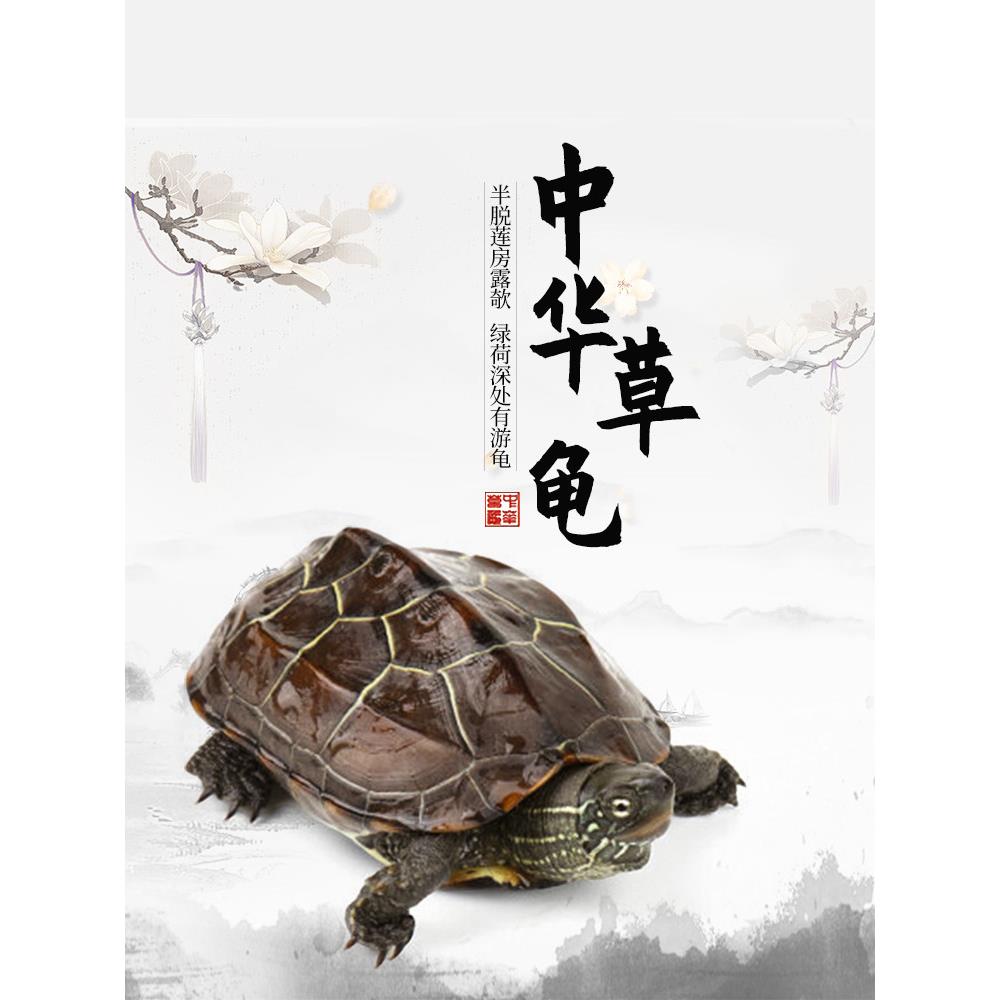 乌龟活物中华草龟家养纯种好养耐活观赏适合家养宠物小乌龟活物