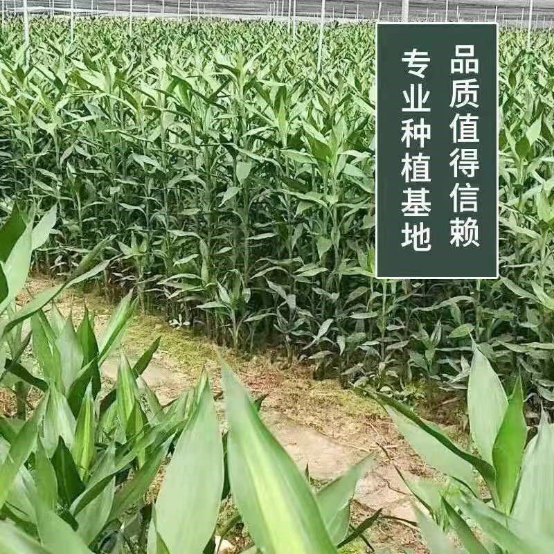 富贵竹1米7高大号粗枝条水培大叶水养植物室内吸S甲醛绿植净化空